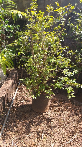 Muda De Jabuticabeira Grande Produzindo. Qualidade Bonsai Jr