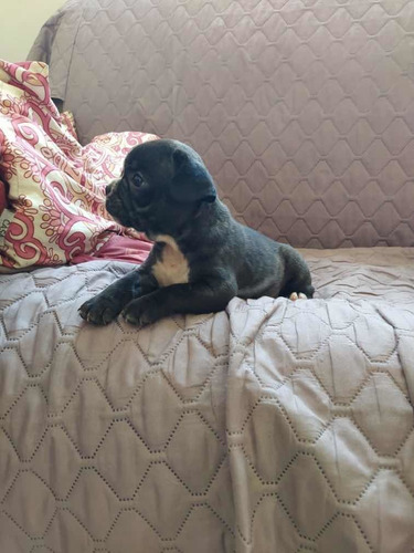 Bulldog Francês