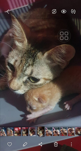 Gatitos En Adopcion