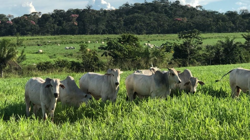Capital De Giro & Credito Rural - Pessoa Juridica E Fisica