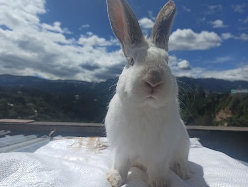 Imagen 5 de 7 de Conejos De 1 Y 6 Meses De Edad Para Consumo O Mascota.