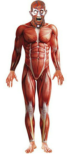 Músculo Masculino Estructura Anatómica Anatomía Del Cuerpo D