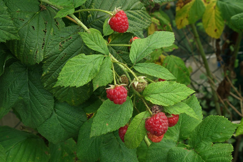 15 Semillas De Rubus Idaeus  - Frambuesa Codigo 969