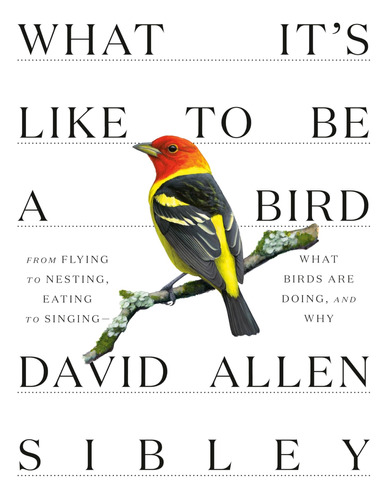 Libro: What Itøs Like To Be A Bird: From Flying To Nesting, 