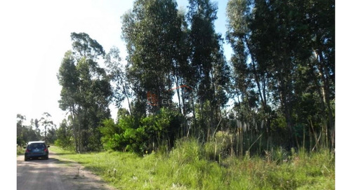 Imagen 7 de 26 de Terreno En Venta En Rocha, Zona De Punta Del Diablo, Bosque De La Viuda