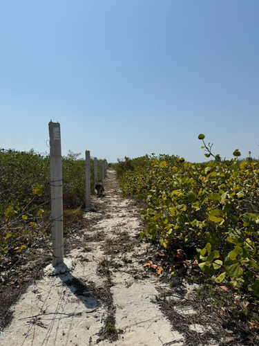 Terreno En Venta, Frente A Playa En San Crisanto, Yucatán