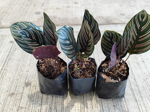12pzas Raya De Lápiz, Calathea Ornata.