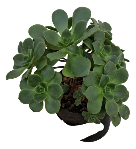 Aeonium Haworthii Rosa Verde Suculenta De Coleccion