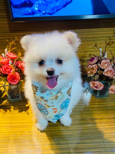 Spitz Alemão Macho Mini