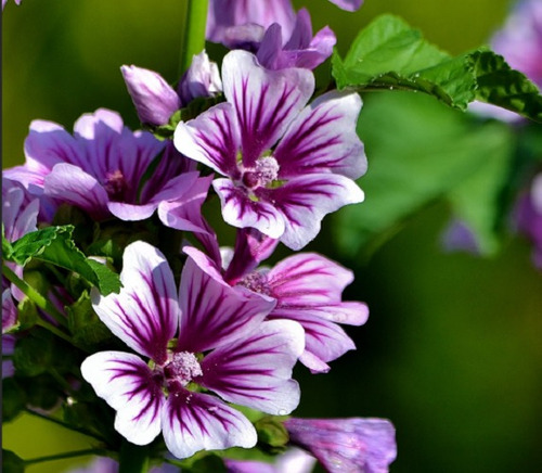 20 Semillas De Flor De Malva Morada + Instructivo