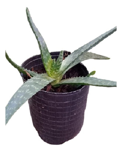 Planta Aloe Vera Saponaria Zona Balvanera