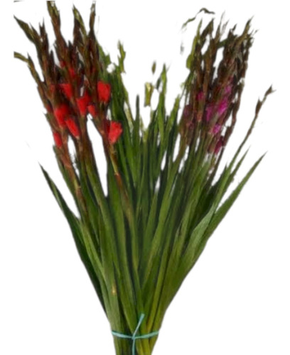 1000 Pz De Bulbos De Gladiolas Revuelto Calibre 4/6 