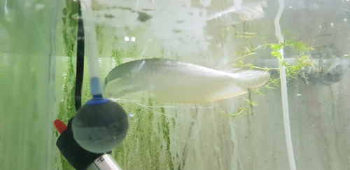 Pez Arowana Silver Importada 10 Cm
