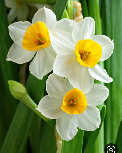 Imagen 1 de 3 de Junquillo (narcissus Tazetta)