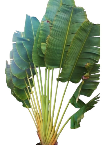 Árbol Del Viajero O Ravenala Madagascariensis