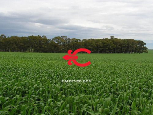 Estancia Ganadero - Agrícola Ref. 1454