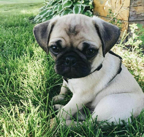 Cachorros Pug Vacunados Sanos