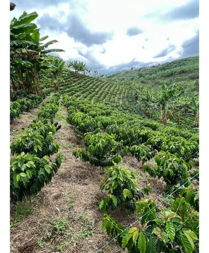 Se Vende Finca Cafetera Tecnificada En Armenia - Quindío