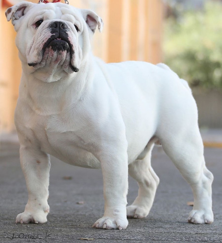 Imagen 3 de 7 de Monta Bulldogs Ingles Sementales Muy Buen Pedigree!!