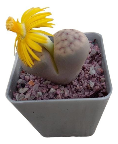 Combo Lithops - Venus Atrapamoscas. Envío Muy Económico!