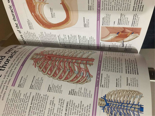 Libro El Cuerpo Humano Inglés - Atlas De Anatomía (Usado)