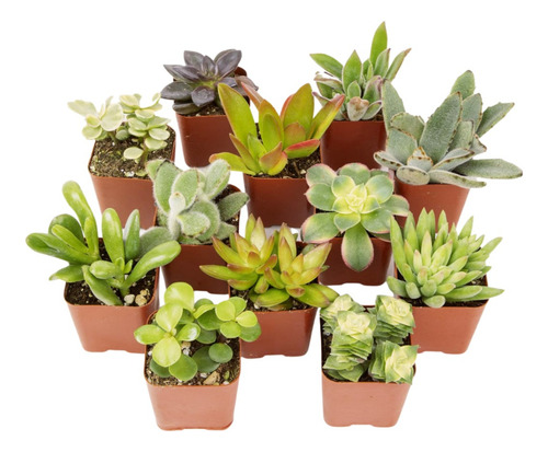 Planta Suculentas Groot