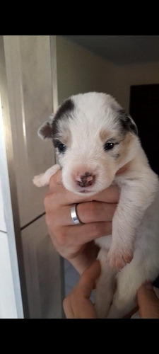 Imagem 1 de 3 de Filhotes De Border Collie Blue Merle