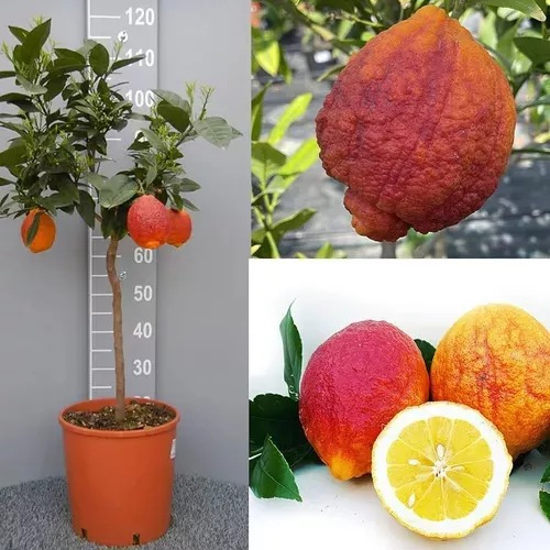 Limón Rojo Diablo, Rápida Producción