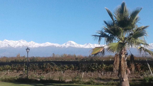 Imagen 1 de 13 de Vendo Hermosa Finca En Tupungato, Mendoza