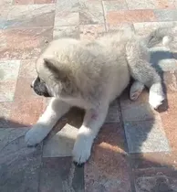 Comprar Cachorro Chow Chow Cruza Husky Siberiano