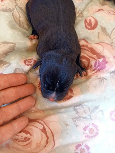 American Bully Filhotes