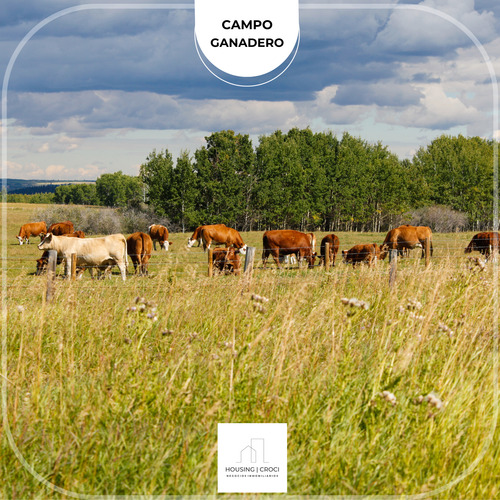 Paysandú, Campo Criador Ganadero
