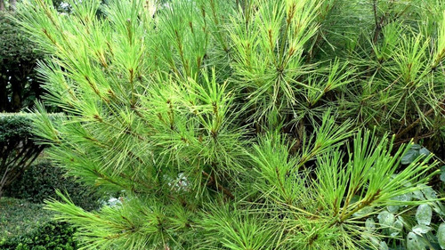 Pinus Agulha