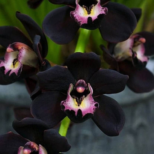 Planta Orquídea Negra, Nueva Variedad, Mas Regalo