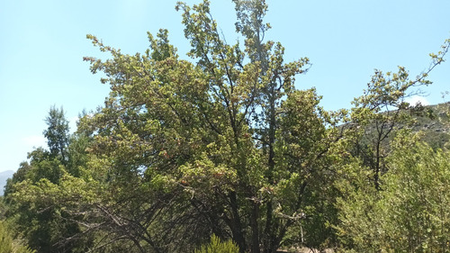 Terreno De 6 Hectáreas Con Derechos De Agua, Caleu