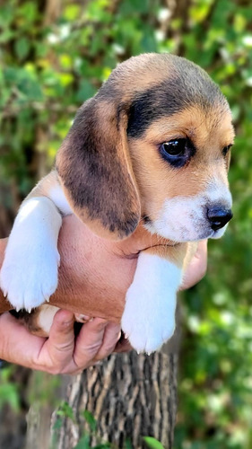 Cachorro Beagle Macho 