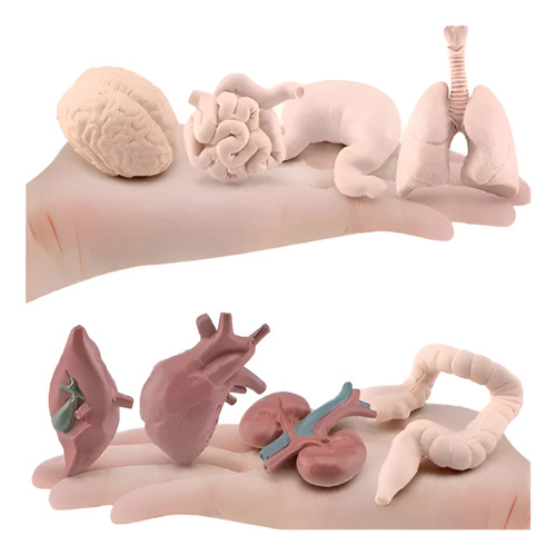 Miniaturas Órgãos Corpo Humano Educativo Safari Ltd Com 8