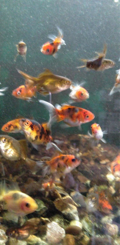 Peces De Agua Fria Y Tropicales Y Gran Variedad De Peceras
