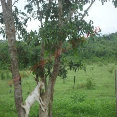 Venda - Fazenda - Zona Rural - Paranatinga - Mt - D8160