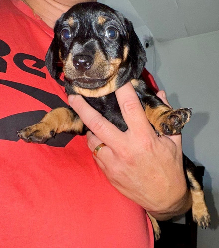 Cachorro Salchicha Dachshund Mini Negro C/marrón Claro Vac Negro Con Marrón Claro Macho