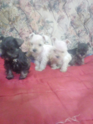 Schnauzer Realmente Minis