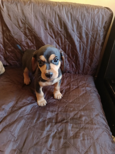 Hermosos Cachorros Salchichas 