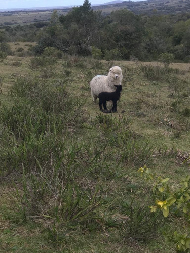 Imagen 3 de 9 de Buen Campo