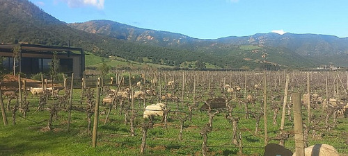 Santa Cruz - Viña 5.000 M2 - Fuegos De Apalta