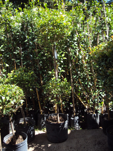 Buxus Excelentes Ejemplares