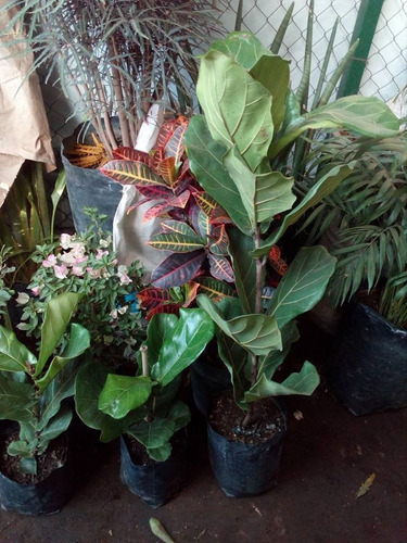 Imagen 3 de 4 de Ficus Pandurata 30 Cm Ficus Lyra O Lyrata ( Planta)/