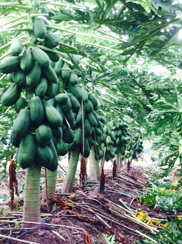 300 Semillas De Papaya Mulata