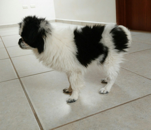 Chin Japones Hembra Excelente Cachorra. (Usado)