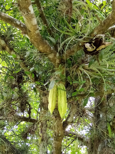 Chote Cuajilote Parmentiera Aculeata 1 Planta