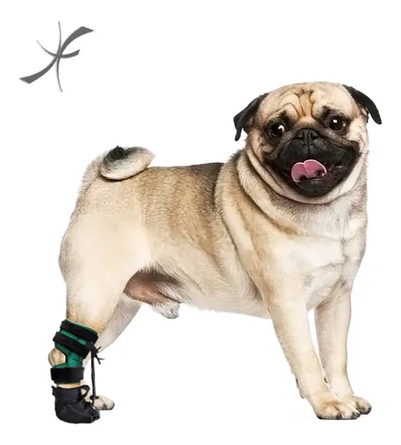 comprar Tornozeleira Curta Com Calçado Corrige Pata Cão Gato Tam M
